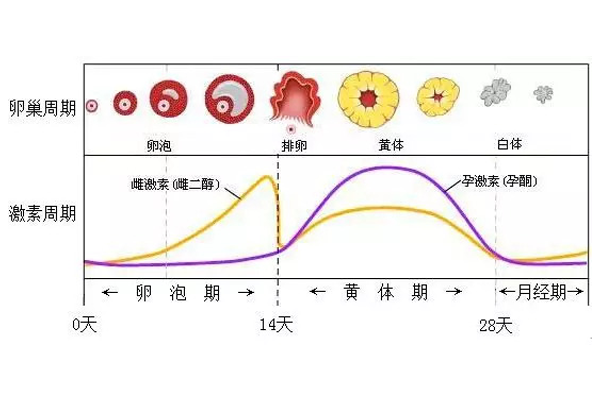 胎停与黄体功能不全