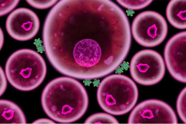 衣原体感染会导致流产么？