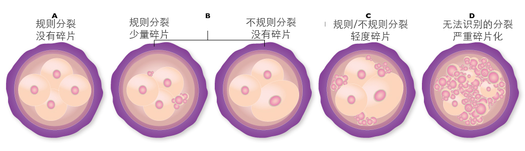 卵裂球的简单分级 卵裂球的简单分级