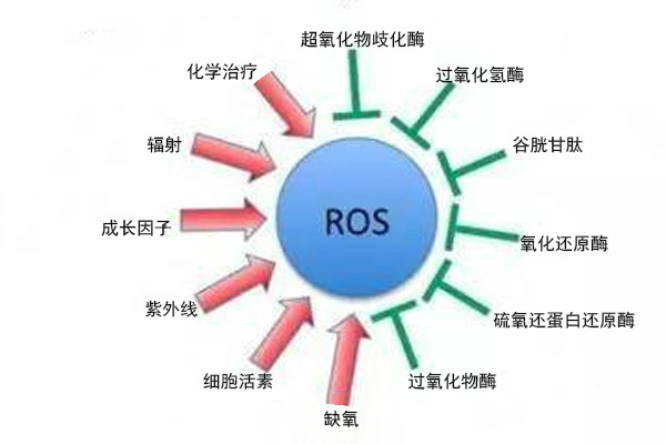 氧化应激对生育力的影响