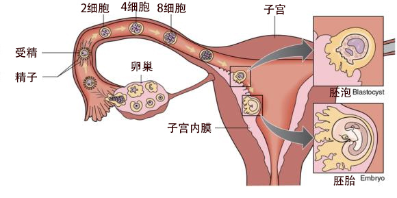 为什么试管婴儿实验室阶段会有胚胎停育？