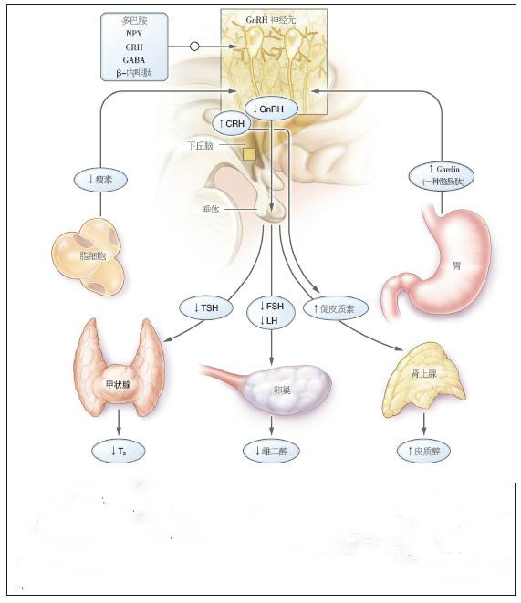 下丘脑闭经 下丘脑闭经